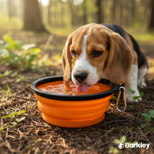 Collapsible Travel Bowl